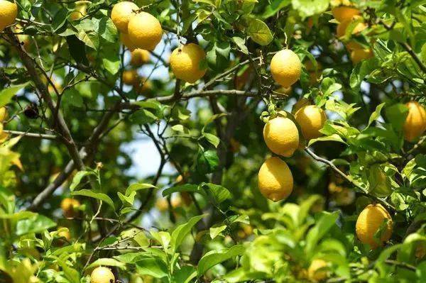 潼南依托国家农业科技园区,以琼江流域为核心打造万亩柠檬种植示范带