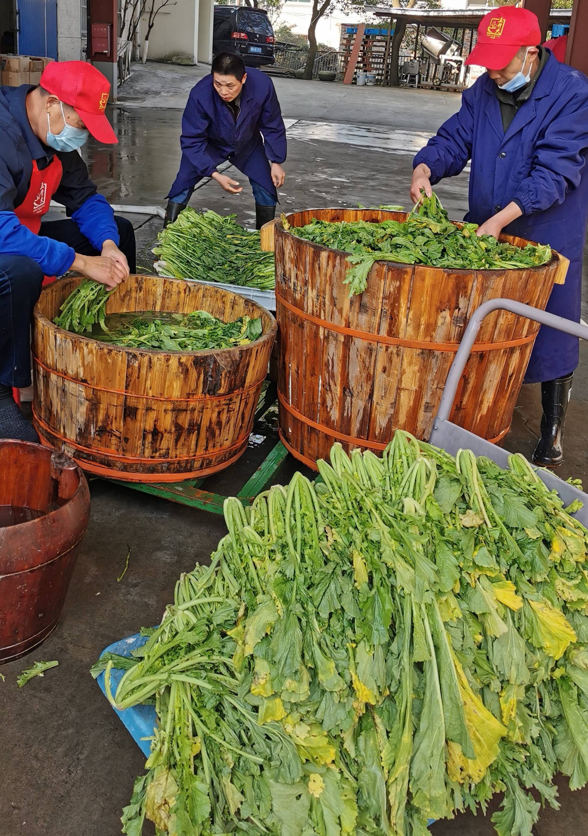 洗菜附家庭咸齑简腌法如下1买少量贝母地菜或雪里蕻菜冼净晾干;2
