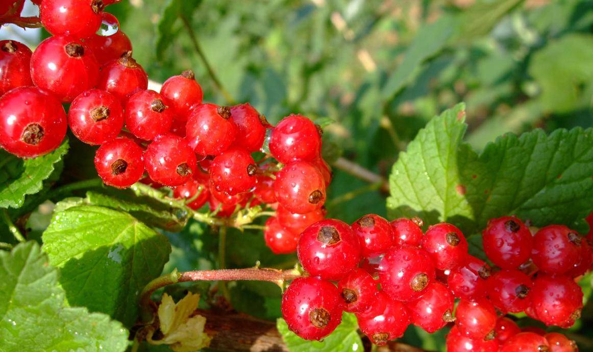 4,主要价值醋栗是中国重要经济树种之一,醋栗果肉中有着身体所需的多