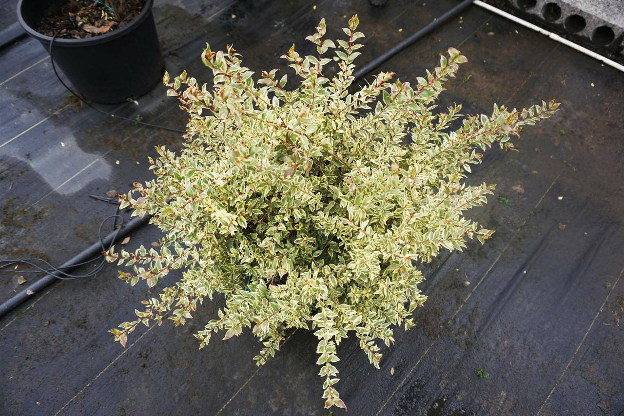 优良的新型彩叶植物—花叶香桃木可用植物非试管高效快繁技术快繁