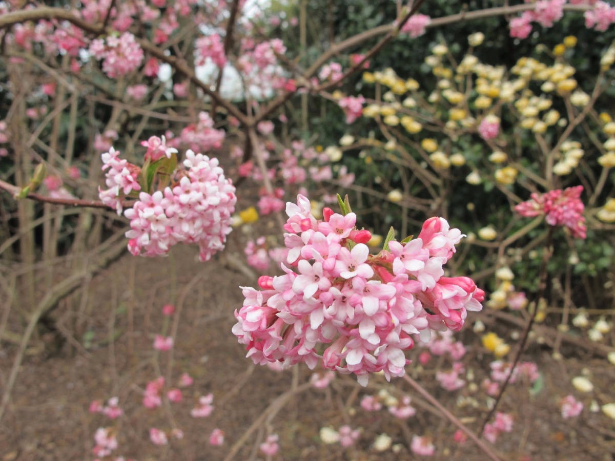 观叶观花观果的优良观赏树种早禾树