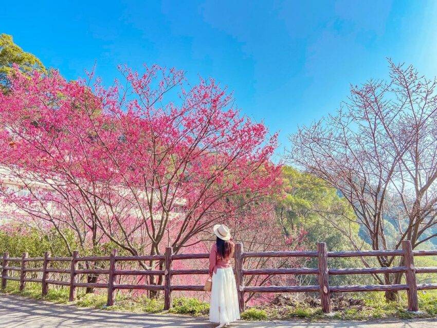 22台湾赏樱 全台18个樱花秘境 春季赏樱 樱花花期 赏樱路线 交通指南 阳明山 台北 日本