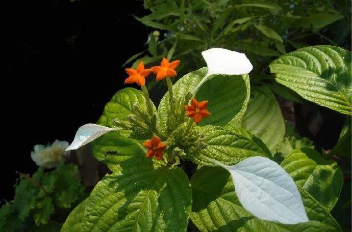 中国特有濒危珍稀物种异形玉叶金花