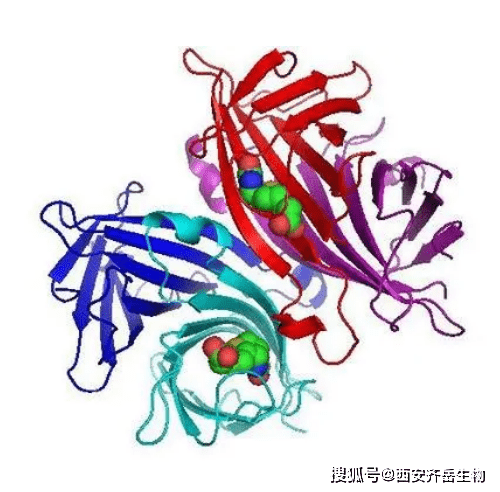 鏈黴親和素是一種來源於阿維丁鏈黴菌(streptomyces avidinii)的生物