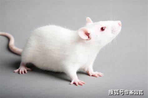 经验分享：小鼠饲养及繁殖期间常见问题_手机搜狐网