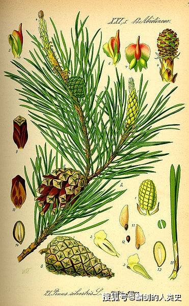 白垩纪的植物卡通图片图片