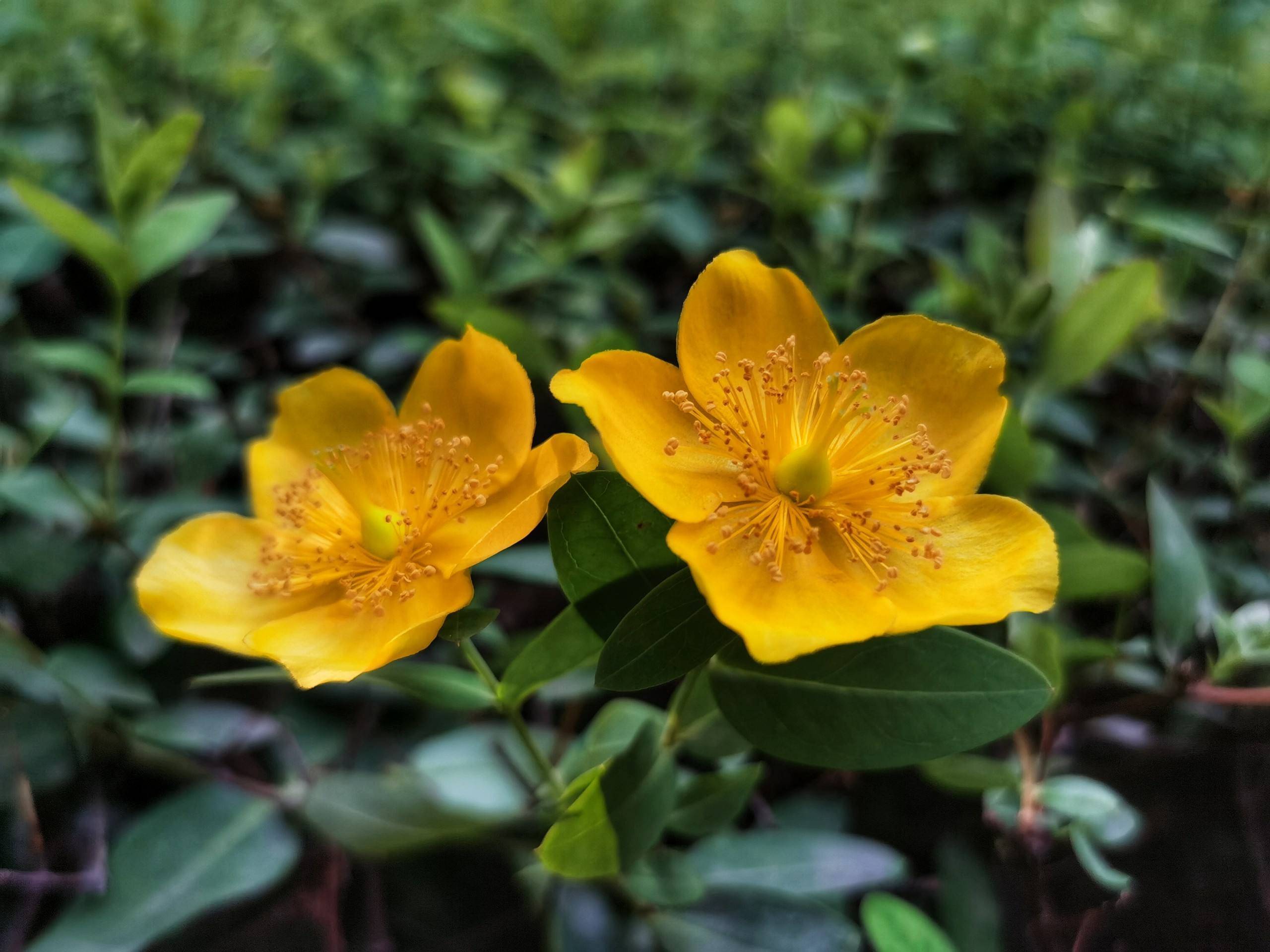 六月最耀眼的花金丝梅的植物非试管高效快繁