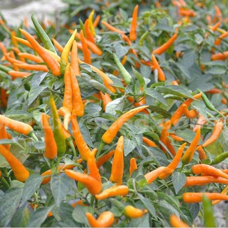 艳黄朝天椒黄辣椒黄米椒黄贡椒高产辣椒种子_种植_品种_季节