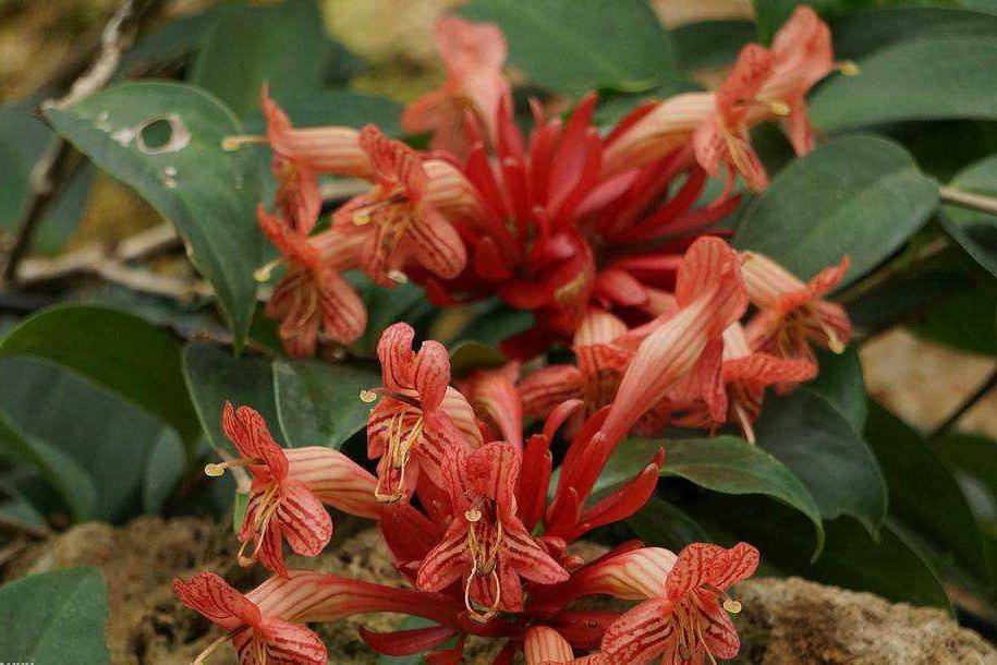 观赏价值较高的野生花卉—华丽芒毛苣苔_叶片_繁殖_栽培