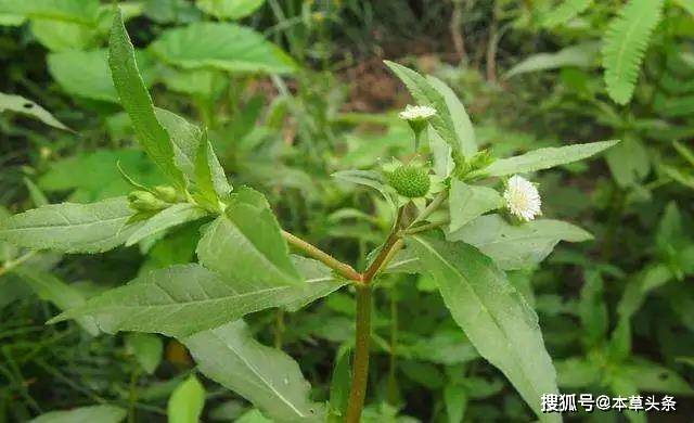 墨旱莲古称"鳢肠",最早记载于《唐本草》.