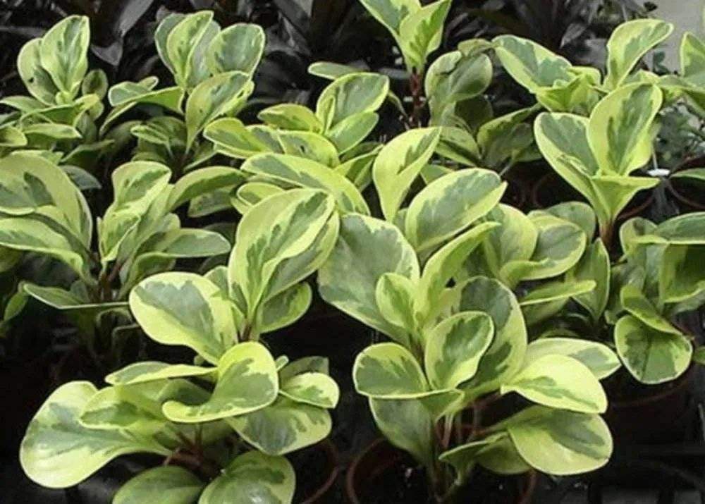 斑叶垂椒草植物非试管高效快繁