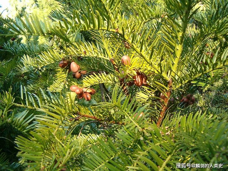 【地球生物全系列——植物篇】红豆杉目—三尖杉科(上)_种子_胚珠_matK
