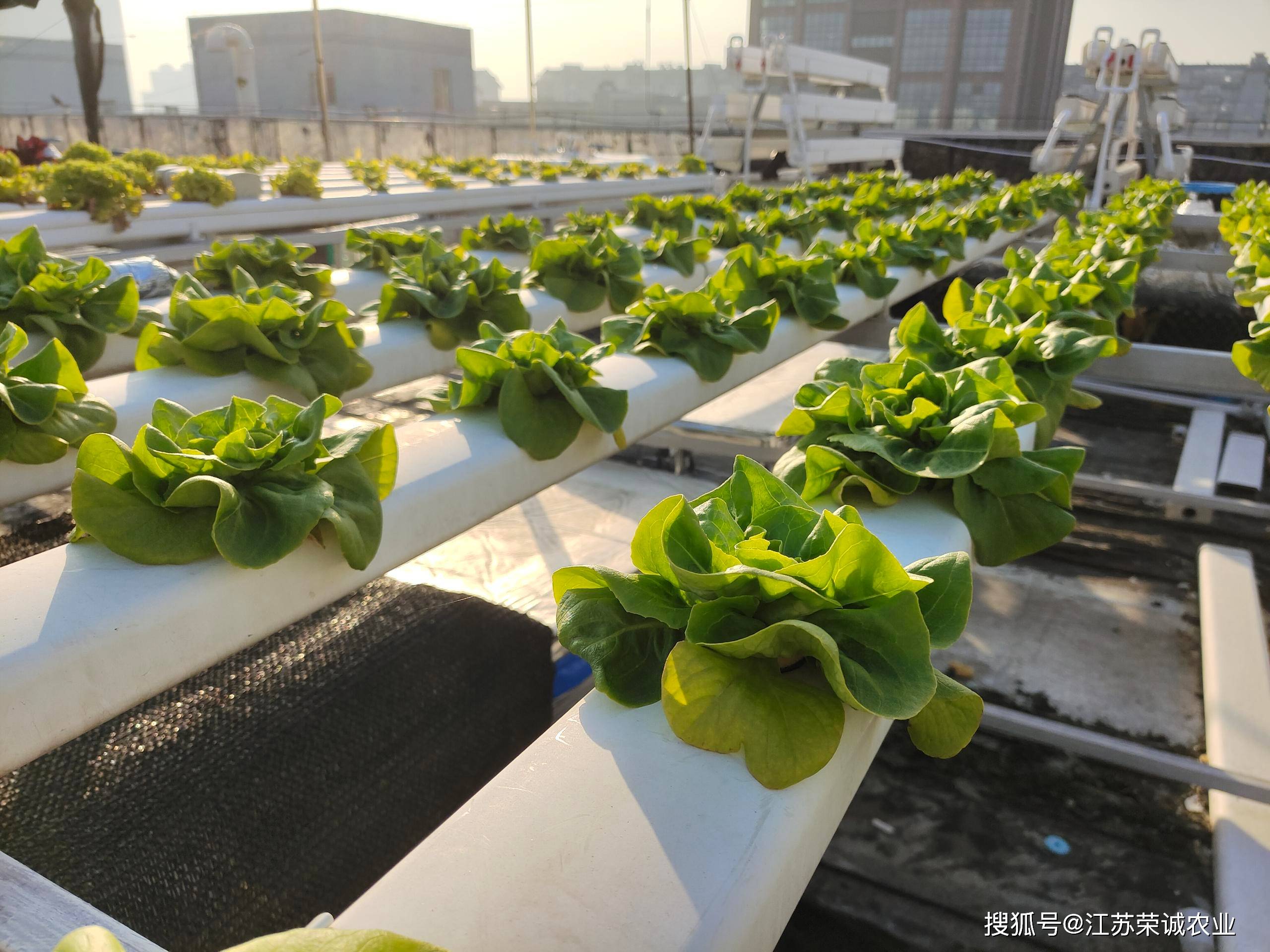 水上蔬菜无土栽培技术图片