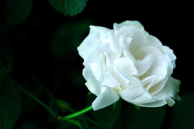 熬到明天 天降大财 3属相贵子入命 有贵人领路 再也不差钱 工作 财富 未来 今日热点