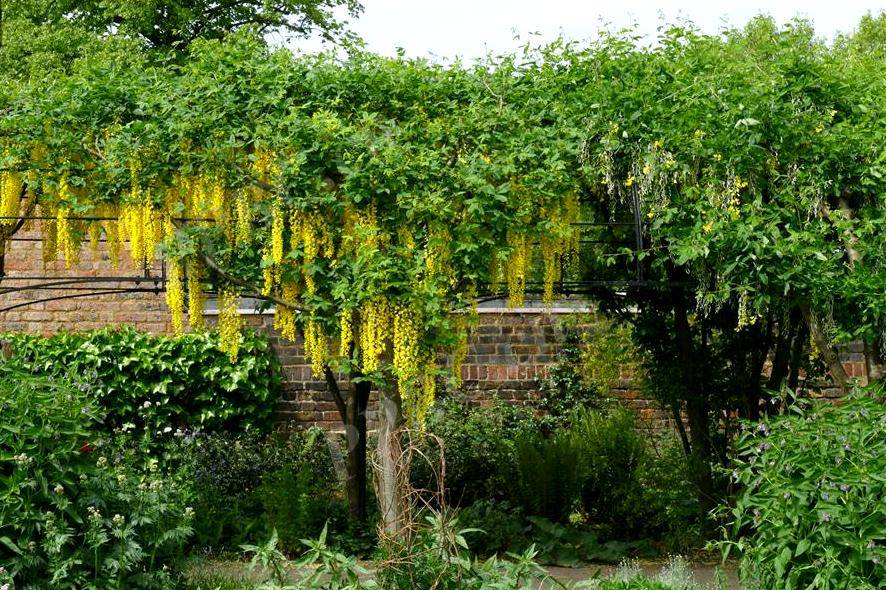 五月的金色瀑布苏格兰金链树