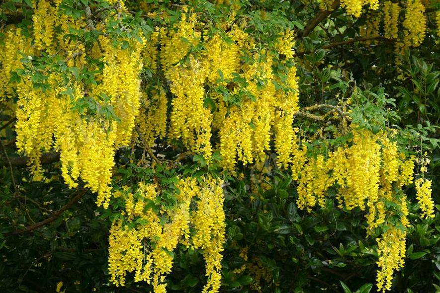 五月的金色瀑布苏格兰金链树