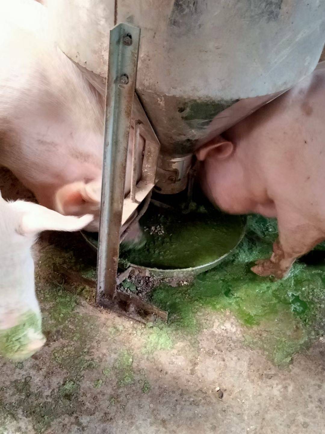 发酵后适口性好猪爱吃肉猪按照10%-30%的比例一直饲喂到出栏,母猪