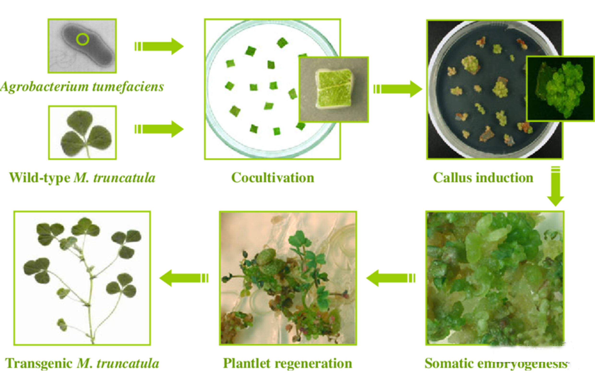 农杆菌介导法侵染步骤图片