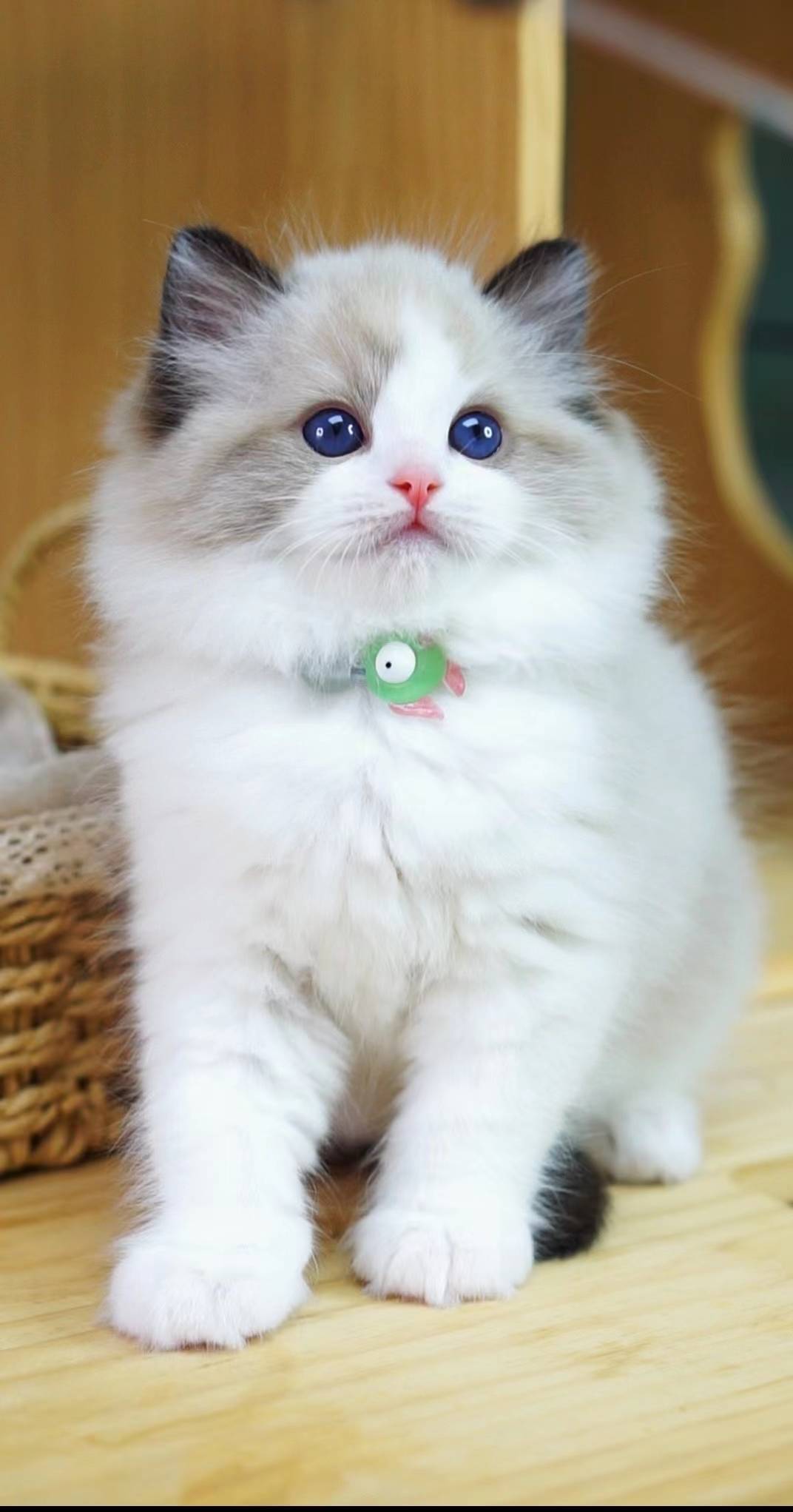 布偶猫怎么养好不好