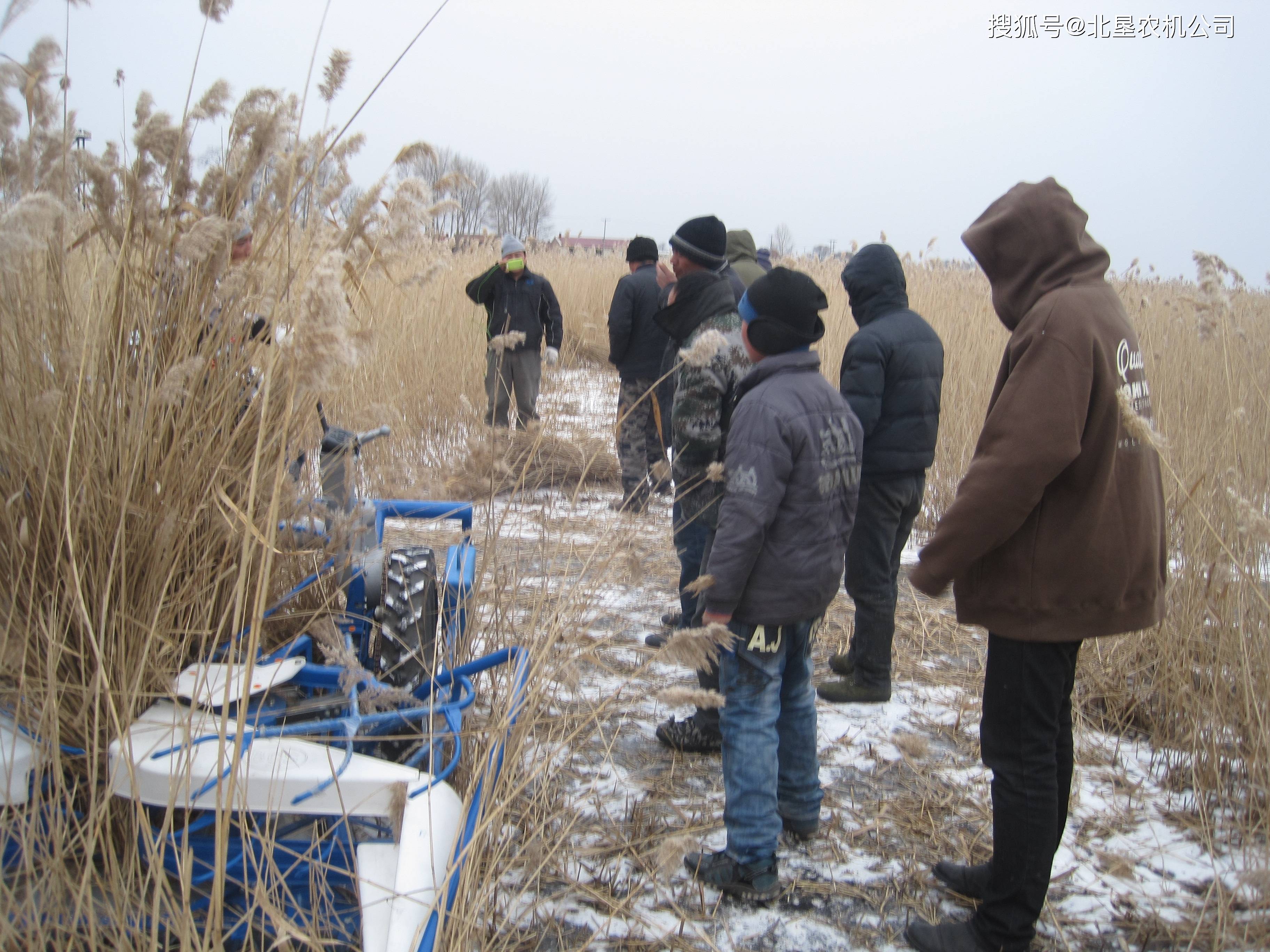 白洋淀芦苇收割补贴图片