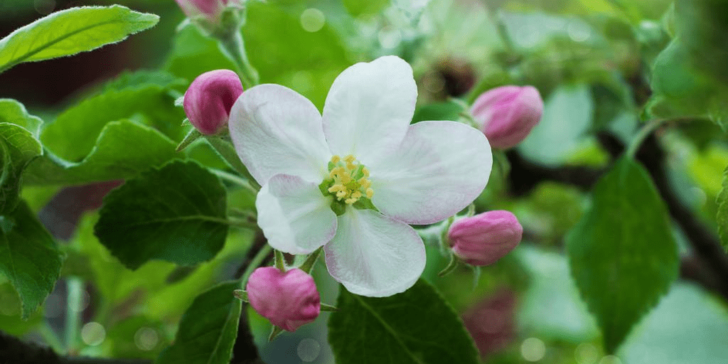爱神是什么花 9976cb3688dd44a5adb0683f7dbb0a76.png