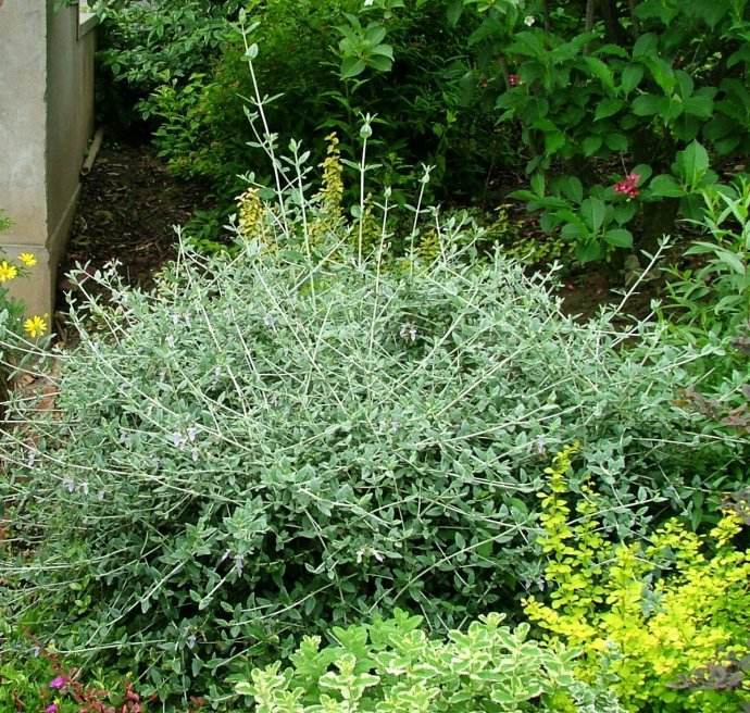 蓝精灵——水果蓝_植物_繁殖_园林