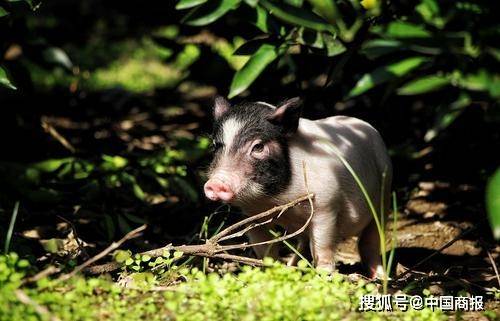 生猪期货周岁观察 正面遭遇猪周期下行 大考 养殖 企业 交割