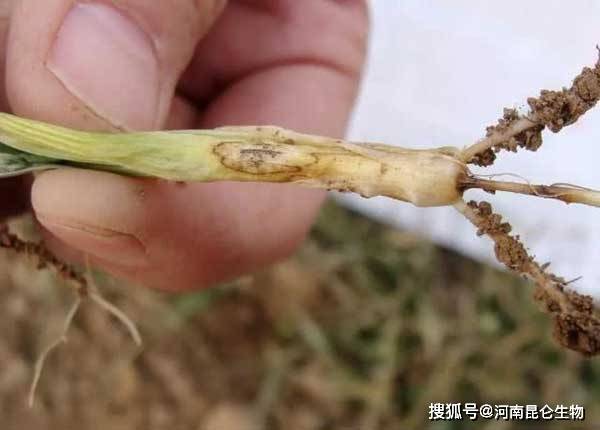 防治小麦赤霉病的好药小麦赤霉病什么时候预防好防病施肥如何做