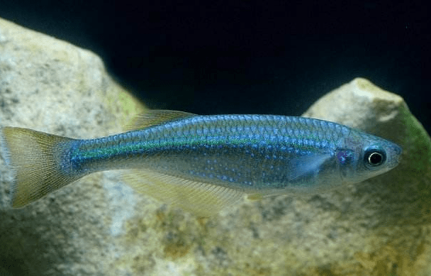  原创 世界上最贵重的鱼，在戈壁中存活了近6万年，全世界仅剩下38条