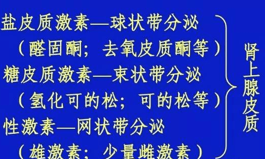 原创肾上腺皮质激素治疗过敏性紫癜有用or没用