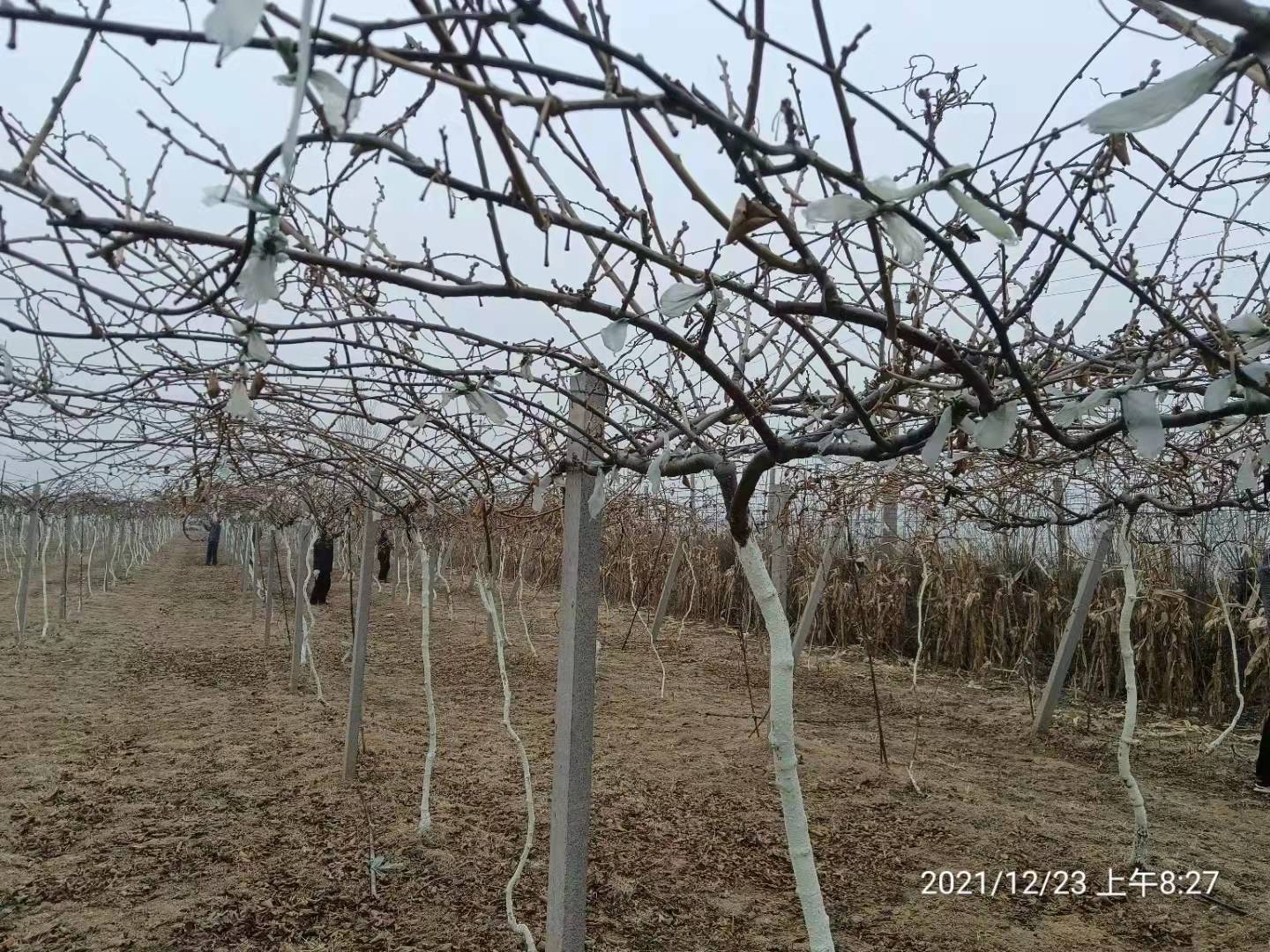 濰坊臨朐蔣峪鎮農戶博山碧玉泰山一號獼猴桃種植發家致富之路