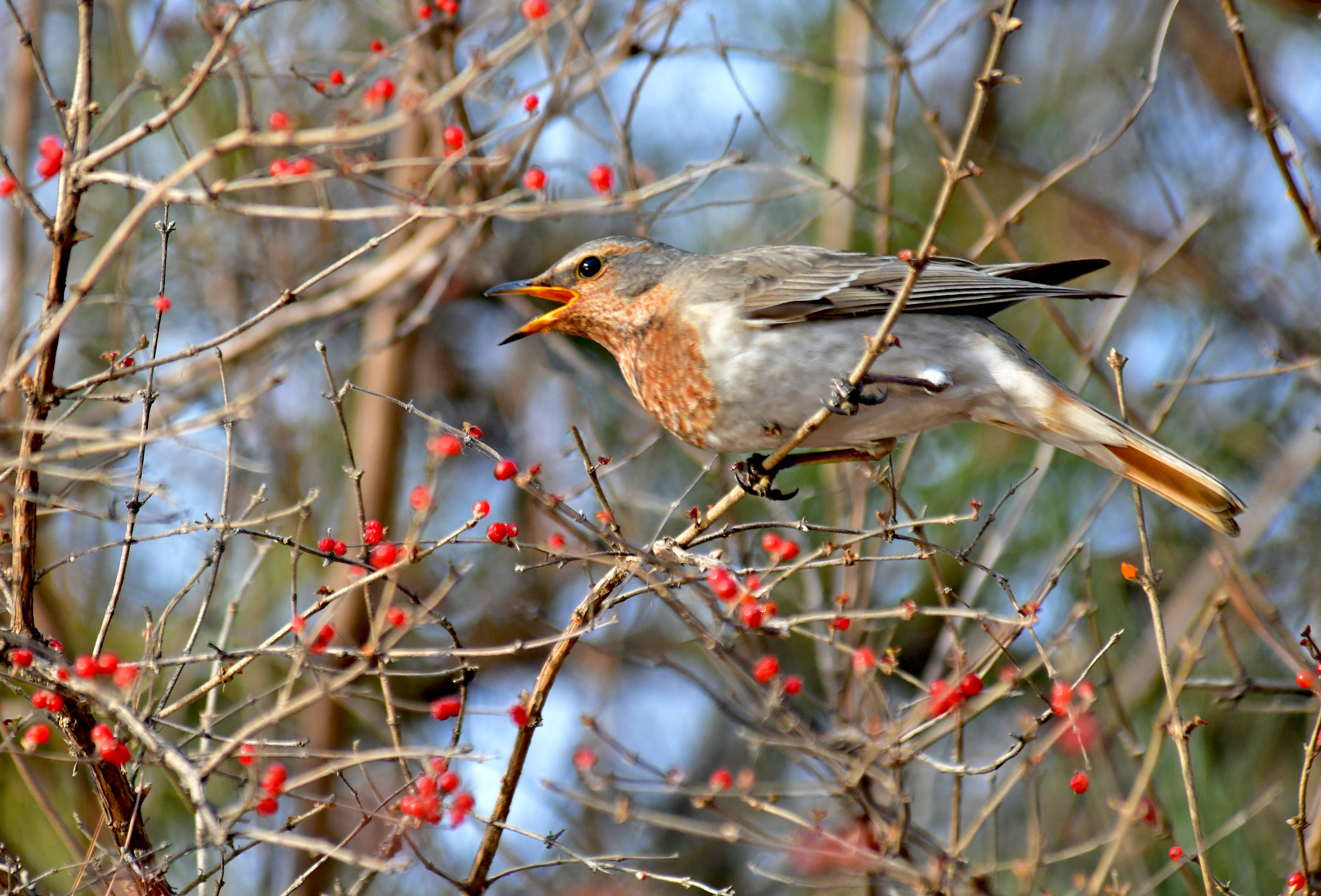 下迁徙性的鸟类赤颈鸫
