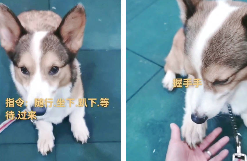 宠物柯基呲牙护食怎么办？广州专业训犬师用训狗学校案例告知你答案！