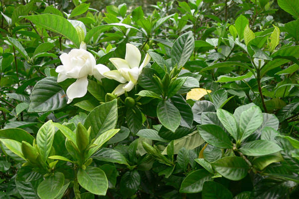 历经磨难 6月21日好运降临 东方紫气3 生肖 好运连连 万事如意 财运 贵族 财富