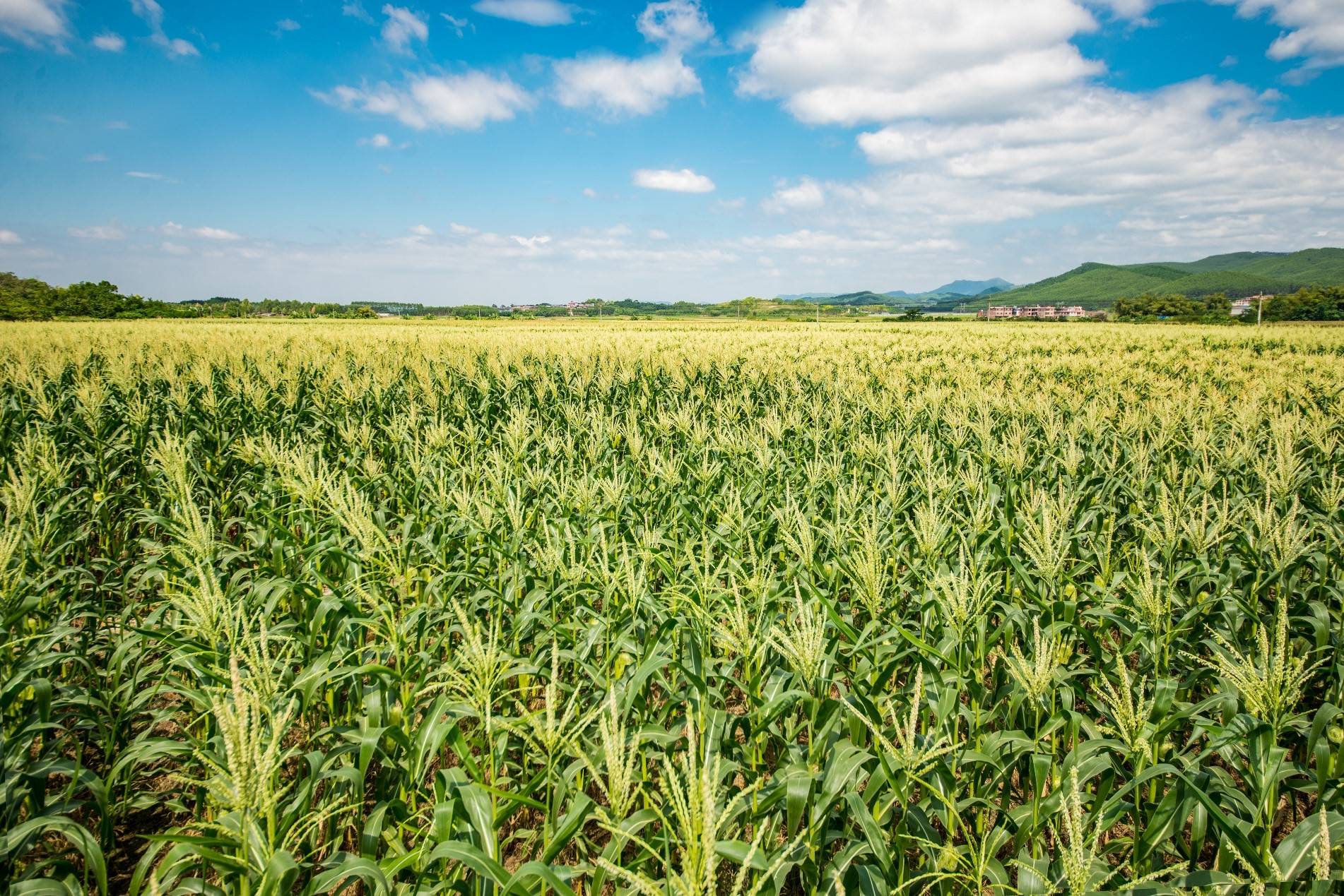拼多多助力城乡年货共享农地云拼带动数字化乡村振兴