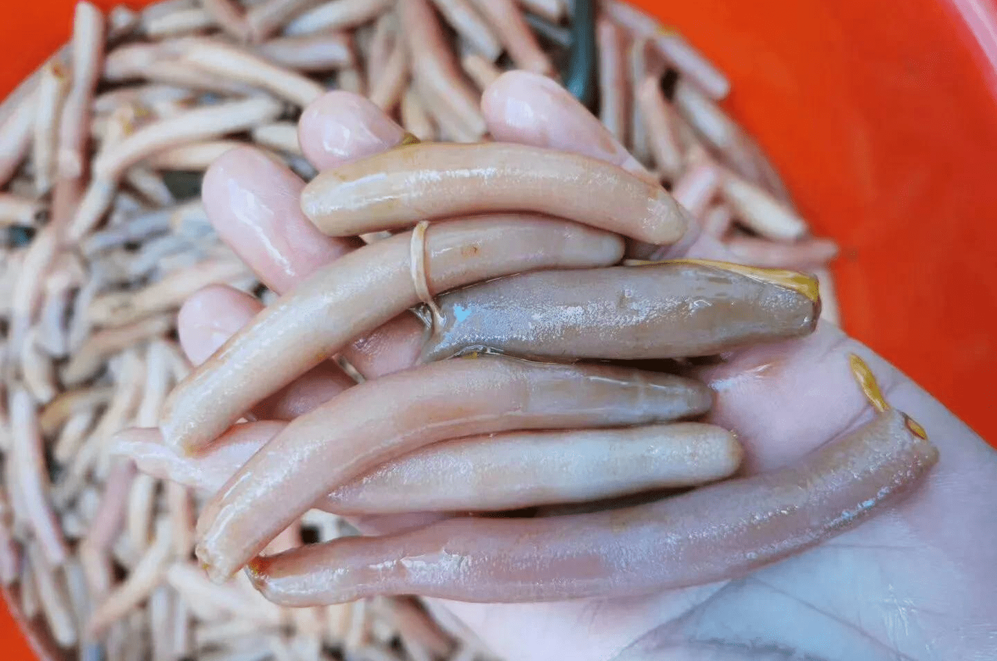 海肠怎么这么贵了答案在这里周伟海肠批发就是好吃