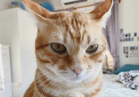 原创公猫母猫早已分房饲养母猫却怀孕原来它们竟开凿出一条隧道