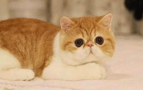 e19e4a0d8284433fbb90fc247e831ff7.png