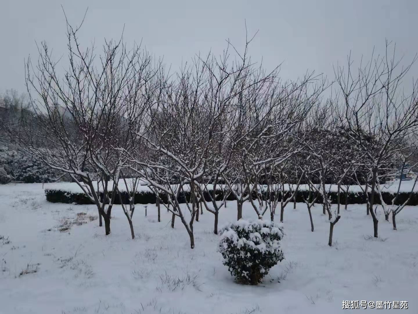 款款深情|【墨竹】多彩的雪