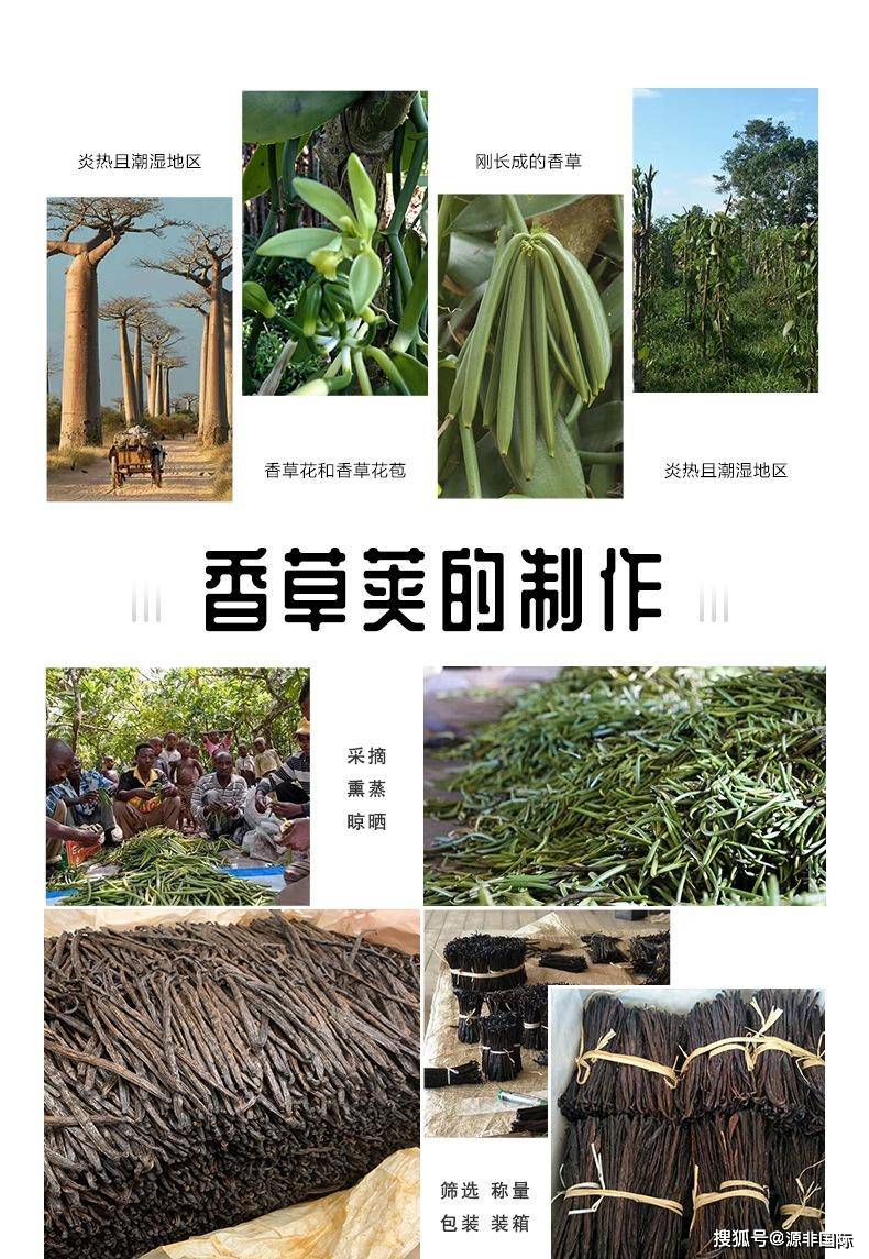 马达加斯加香草价格图片