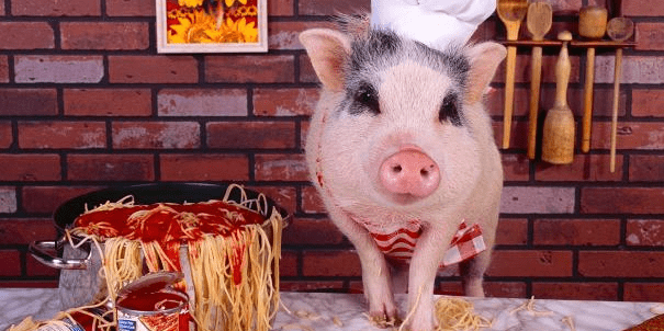 兔子的智商有没有猪高 43ba07a0ba0c45feb83c58107dabffa2.png