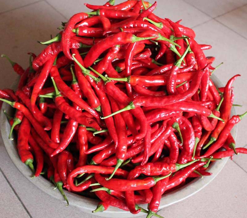 羊角红一号鸡泽羊角椒辣椒种子