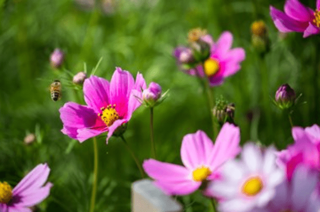 一直到2月29日 事业上升 财运在星座 艰难时见不到的3生肖