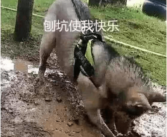 水坑男子内急去上厕所，把狗狗拴在树上，出来看到这幕肠子悔青
