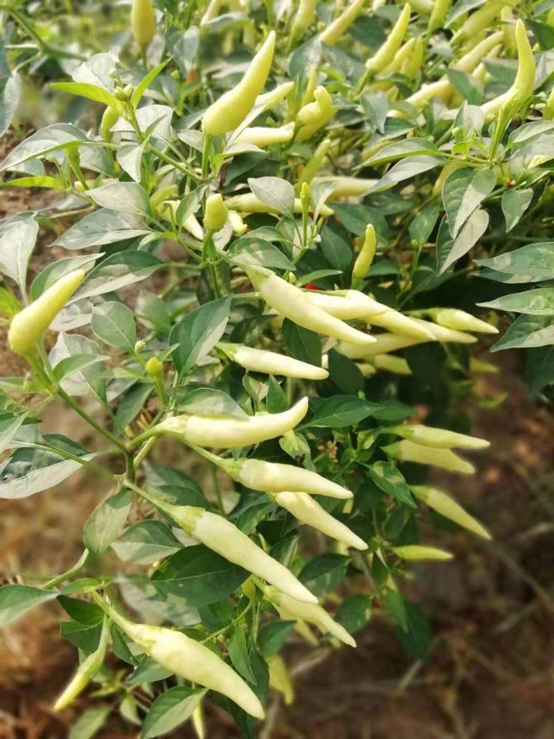 白玉米椒白米椒小泡椒白朝天椒种子_杂交_一代_辣味