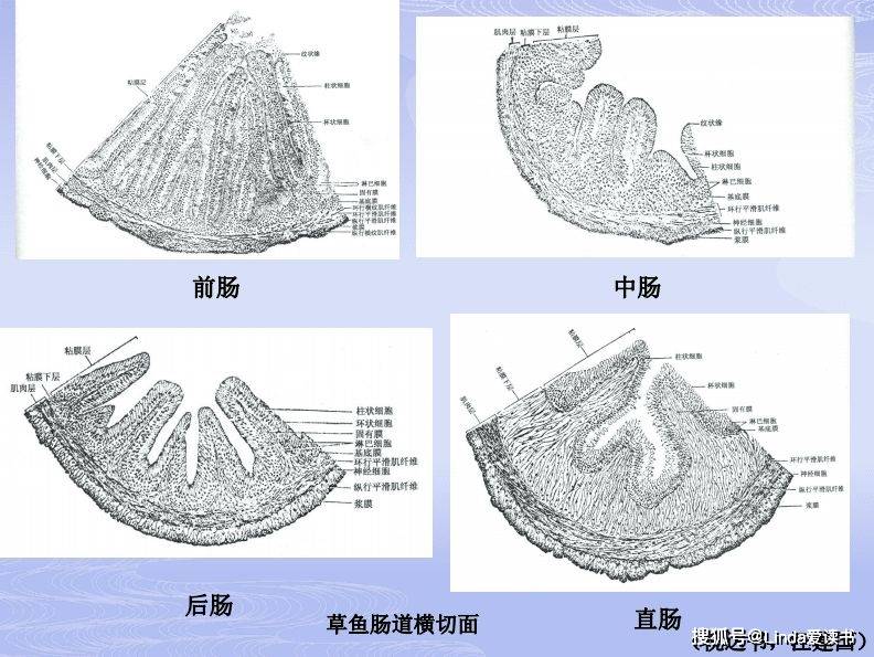 養魚養腸道魚類腸道健康的重要作用