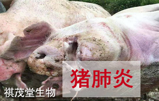 猪肺炎的症状和治疗猪肺炎用什么药好得快治疗猪肺炎的中药方猪肺炎