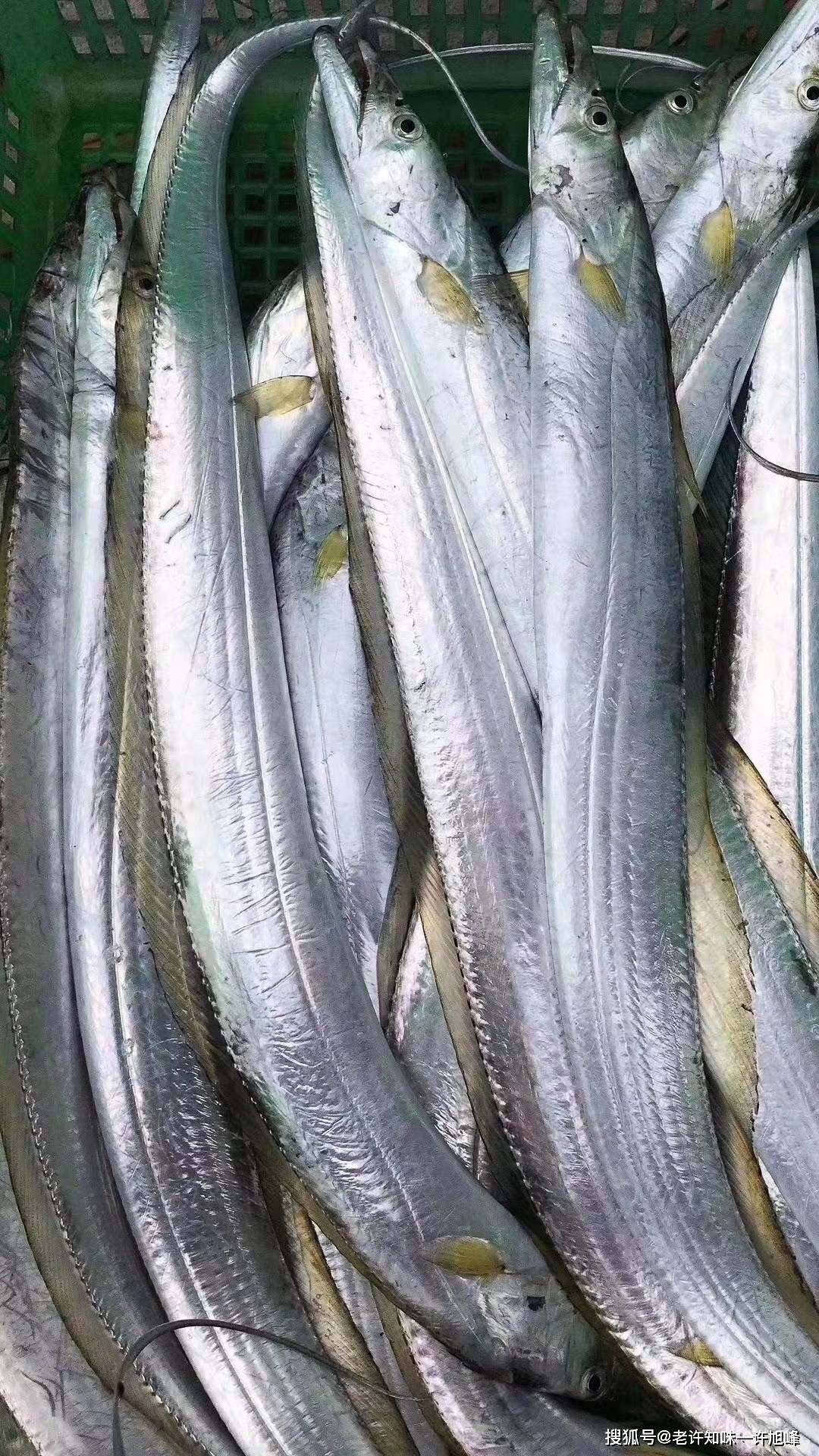 煎白带鱼配个小酒过年做个闽南活神仙