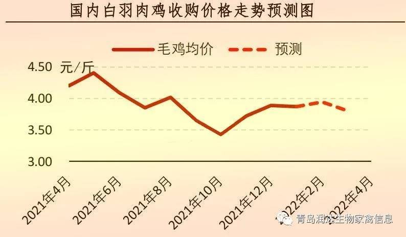 行情1月肉鸡市场行情分析及2月预测