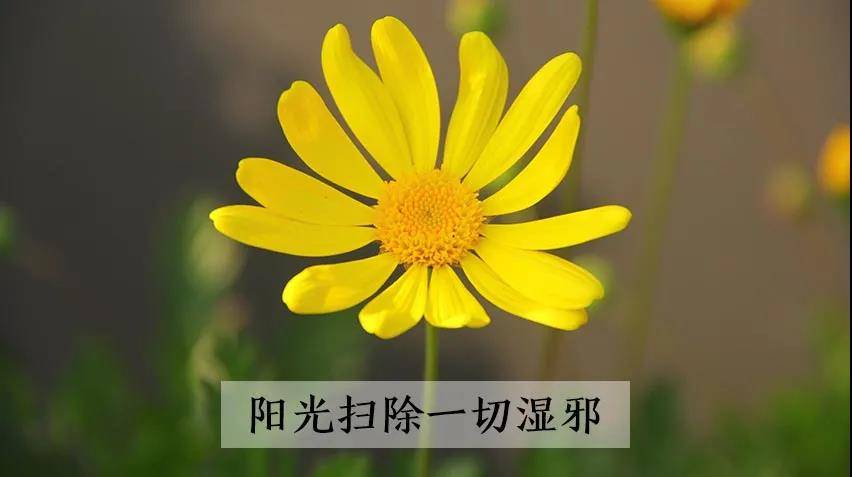 名松堂湿气一直除不掉多数是阳气不足